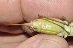 Lluciapomaresius asturiensis