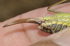 Lluciapomaresius asturiensis