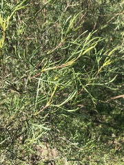 Acanthostyles buniifolius