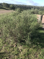 Acanthostyles buniifolius