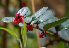 Macleania coccoloboides