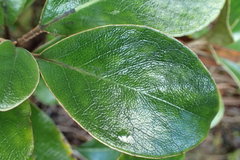 Brachyglottis buchananii