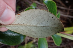 Brachyglottis buchananii