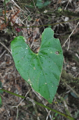 Anthurium globosum