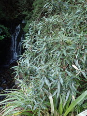 Olearia lacunosa