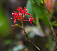 Epidendrum cochlidium