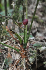 Anthurium globosum