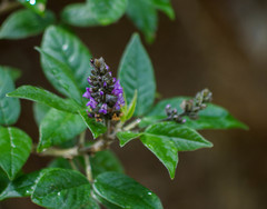 Otholobium mexicanum