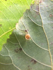 Caryomyia flaticrustum