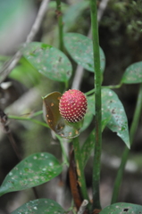Anthurium globosum