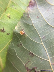 Caryomyia flaticrustum