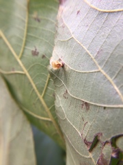 Caryomyia flaticrustum