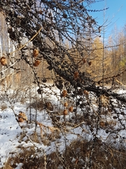 Larix gmelinii