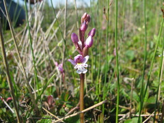 Galearis rotundifolia
