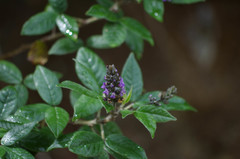 Otholobium mexicanum