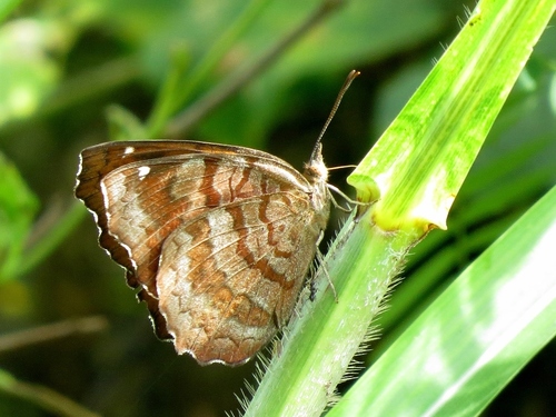 Angled Castor | Native Nature