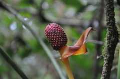 Anthurium globosum