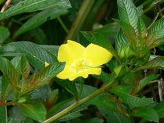 Ludwigia elegans