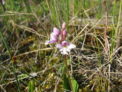 Galearis rotundifolia