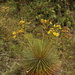 Espeletia glandulosa - Photo 由 Andrés Ramírez-Barrera 所上傳的 (c) Andrés Ramírez-Barrera，保留部份權利CC BY