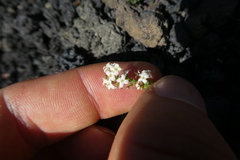 Galium aetnicum