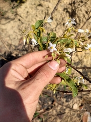 Solanum subumbellatum