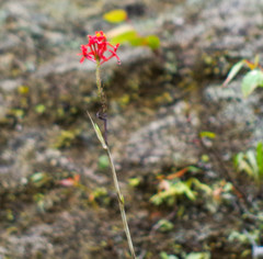 Epidendrum cochlidium