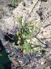 Solanum subumbellatum