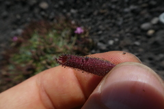Saponaria sicula