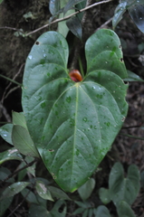 Anthurium globosum