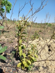 Solanum subumbellatum