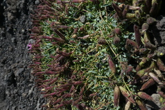 Saponaria sicula