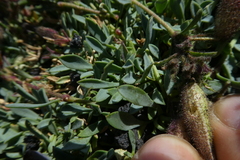 Saponaria sicula