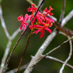 Epidendrum cochlidium