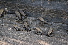 Clinotarsus curtipes