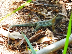 Ameiva atrigularis