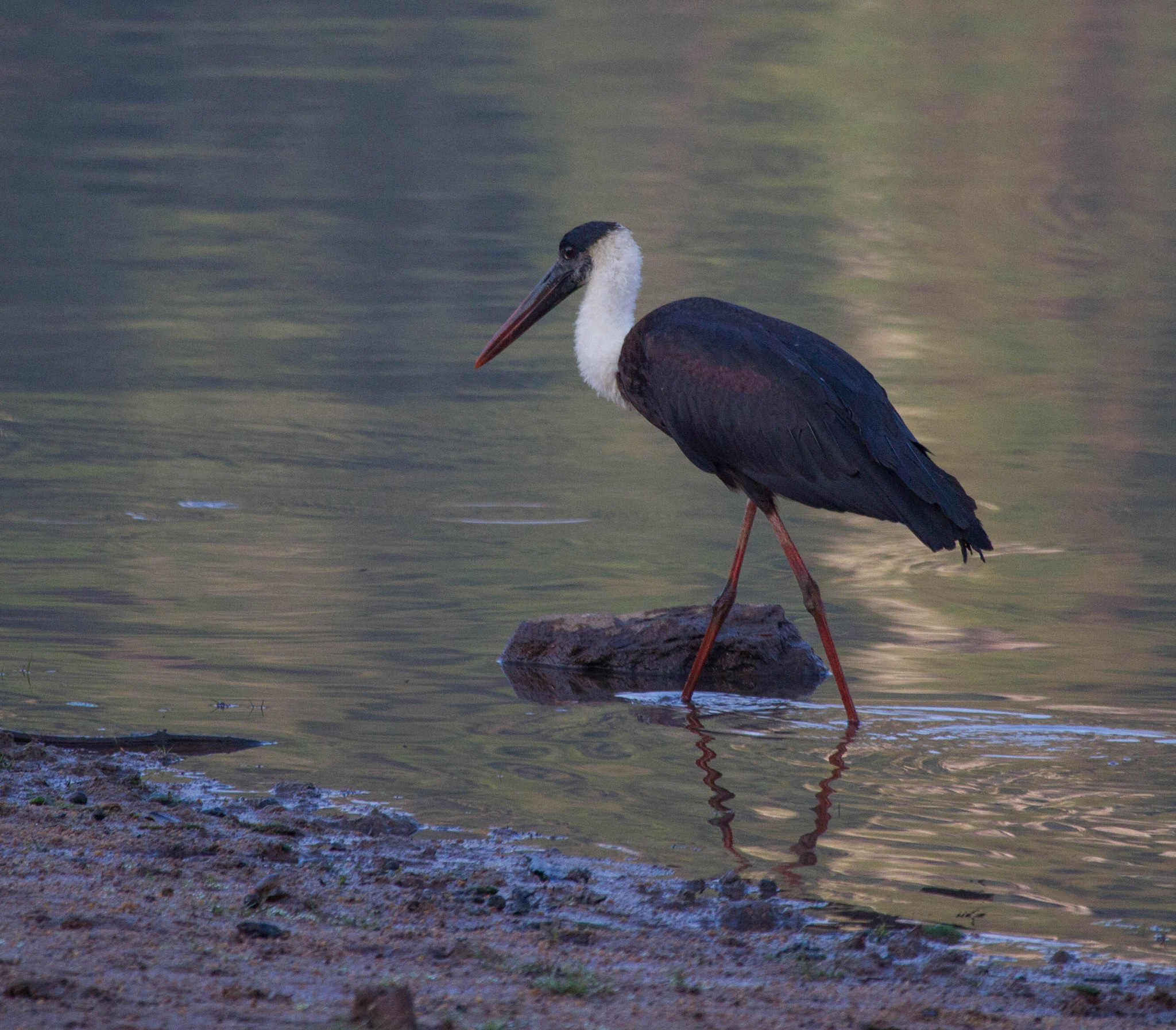 Asian Woolly-necked Stork