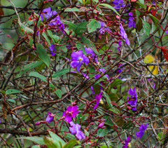 Andesanthus lepidotus