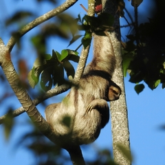Bradypus variegatus