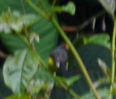 Myioborus melanocephalus