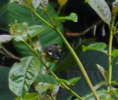 Myioborus melanocephalus