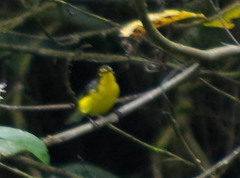 Myioborus melanocephalus