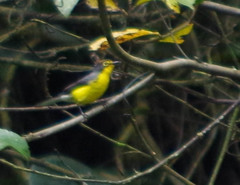 Myioborus melanocephalus