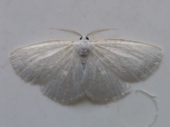 Protitame virginalis