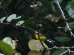 Myioborus melanocephalus