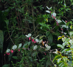 Macleania coccoloboides