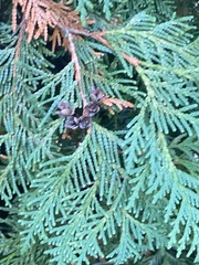 Thuja occidentalis