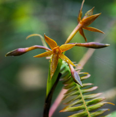 Epidendrum geminiflorum