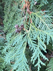Thuja occidentalis