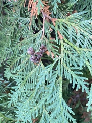 Thuja occidentalis